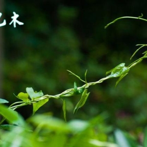 2025年辛巳月乙木日主运势指南5月5日—6月4日